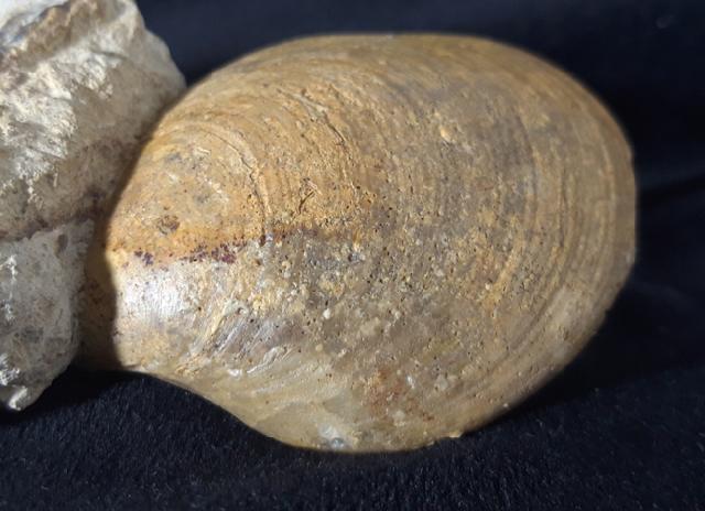 Neocrassina obliqua (LAMARCK 1819) - Bild &copy; FossNet FossilienStore